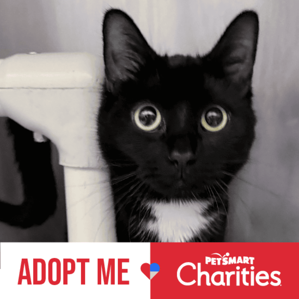All the Paws Animal Rescue Brings More Dogs and Cats to Families During National Adoption Week
