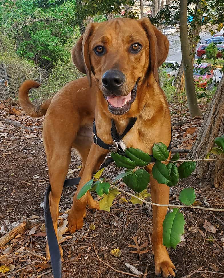 A rescued dog waiting for a home