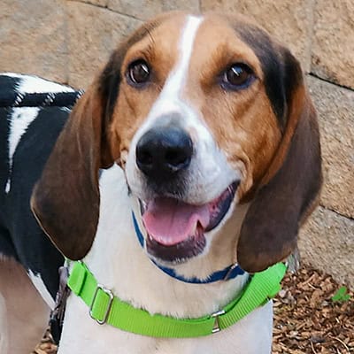 Weekend Puppy Meet & Greet