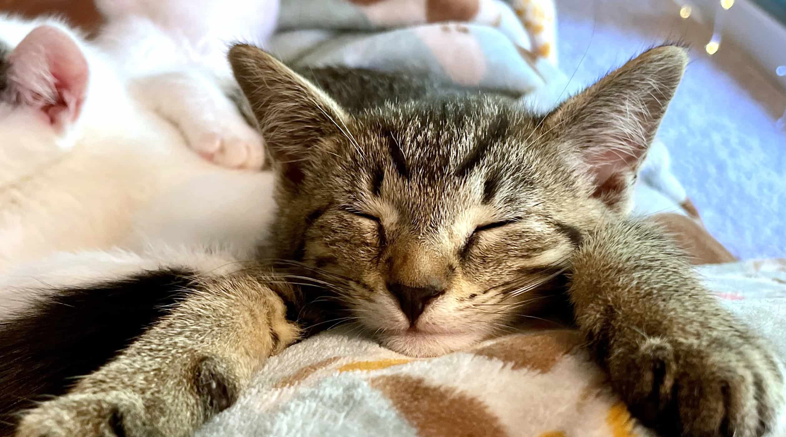 Adoption Process for Cats