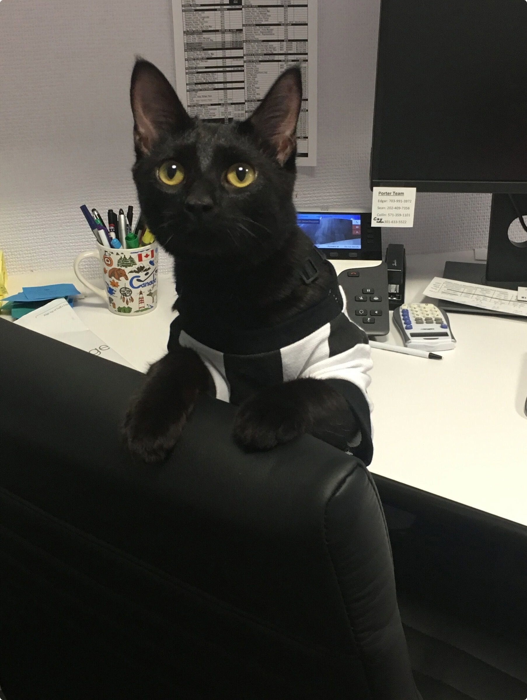 Rescue cat relaxing indoors