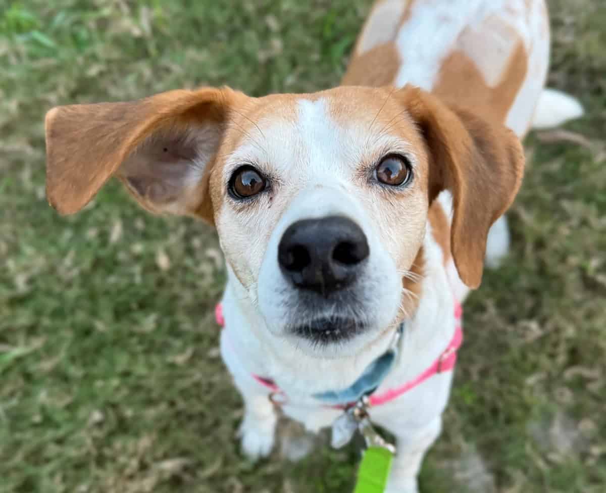 Adorable young dog with brown and white coat wearing a pink harness