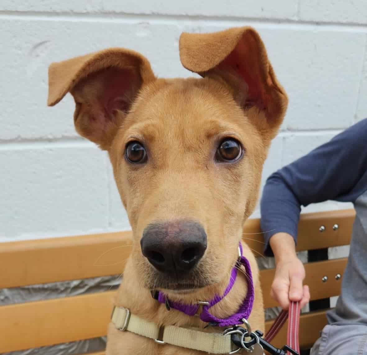 Young dog with floppy ears sitting on a bench