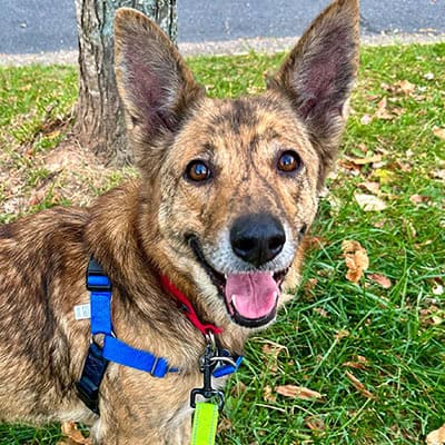 Calera Community Dog Adoption Event